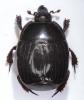 Margarinotus ignobilis